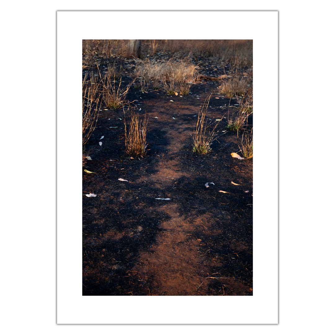 Violet Bond - Path - Premium print, numbered and signed