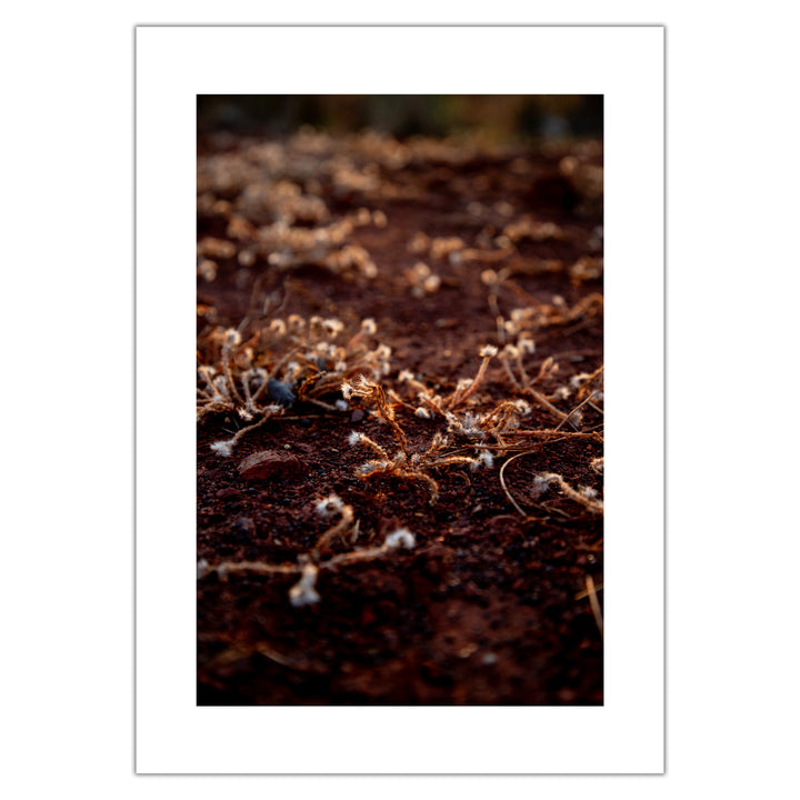 Violet Bond - Plants - Premium print, numbered and signed