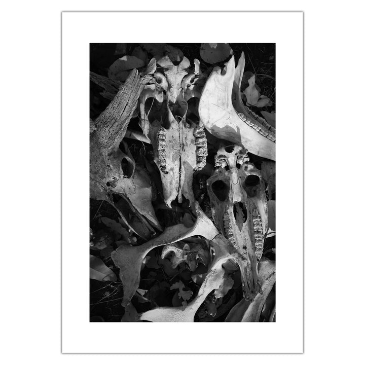 Violet Bond - Still Life 15 - Premium print, numbered and signed